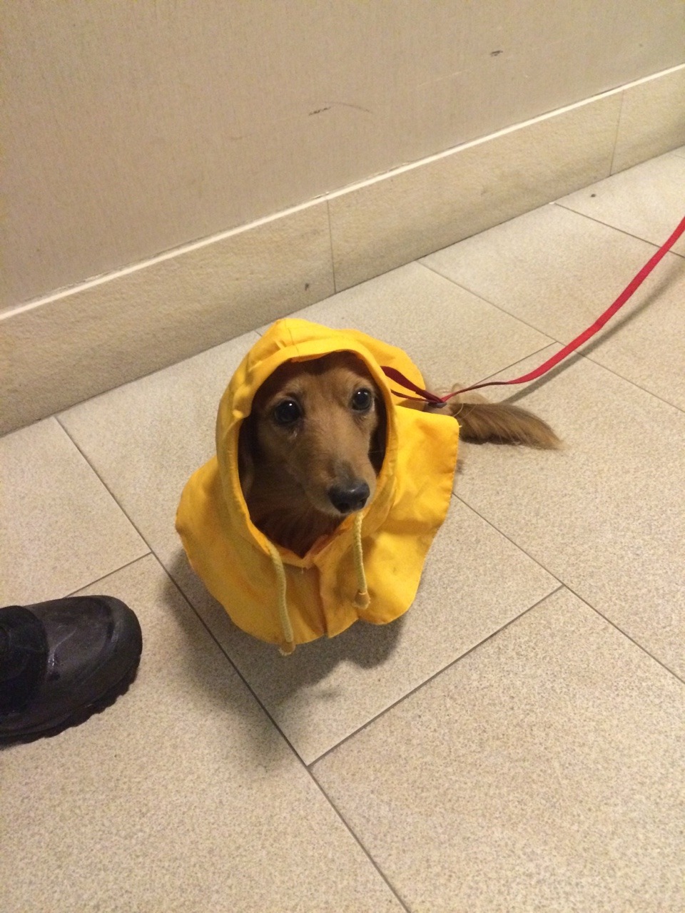 Detail Miniature Dachshund Raincoat Nomer 51