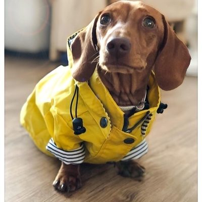 Detail Miniature Dachshund Raincoat Nomer 53