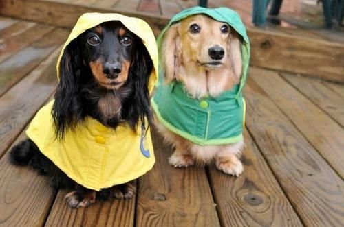 Detail Miniature Dachshund Raincoat Nomer 57