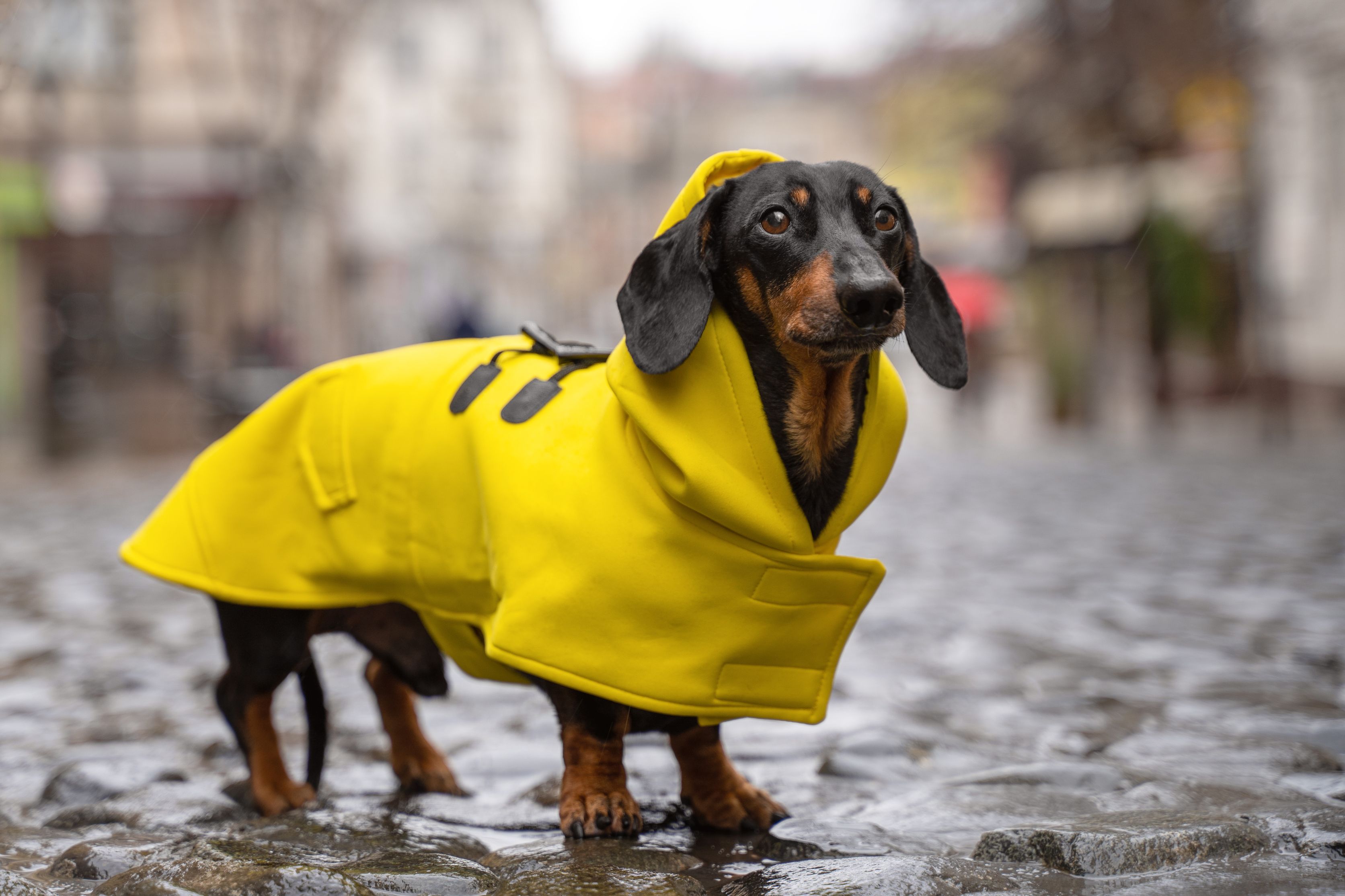 Detail Miniature Dachshund Raincoat Nomer 7