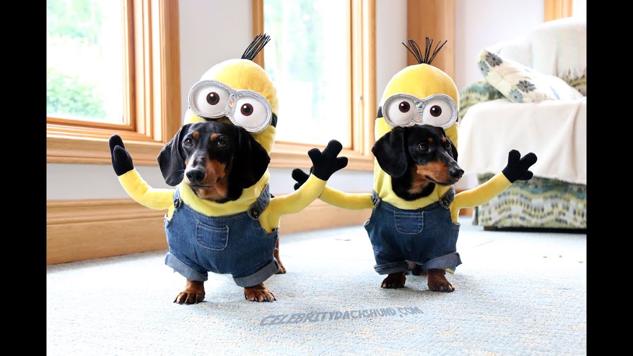 Minion Dachshund - KibrisPDR