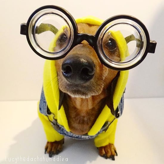 Detail Minion Dachshund Nomer 12