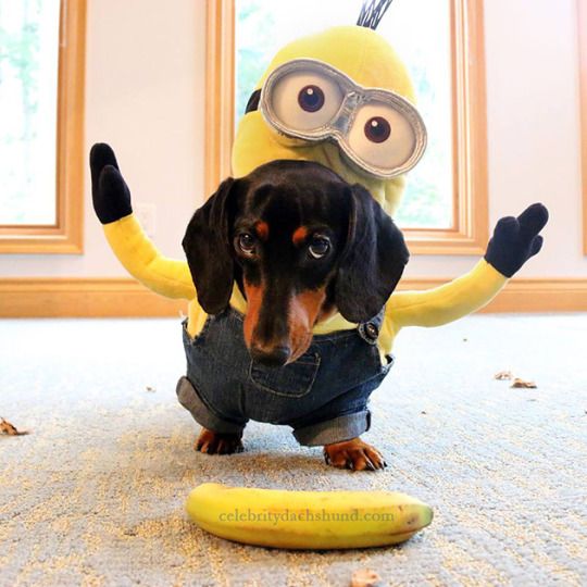 Detail Minion Dachshund Nomer 3