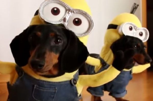 Detail Minion Dachshund Nomer 8