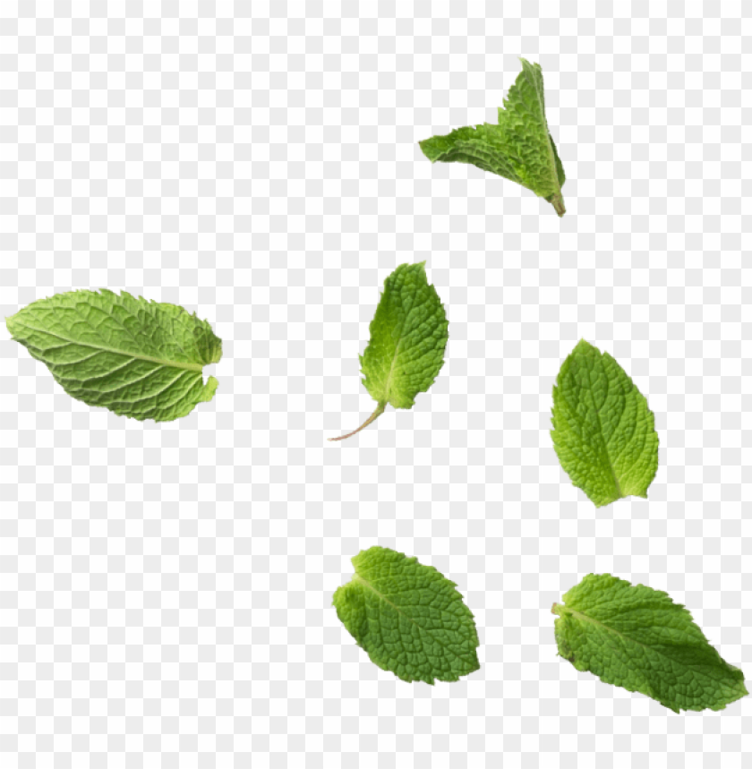Detail Mint Leaf Png Nomer 3
