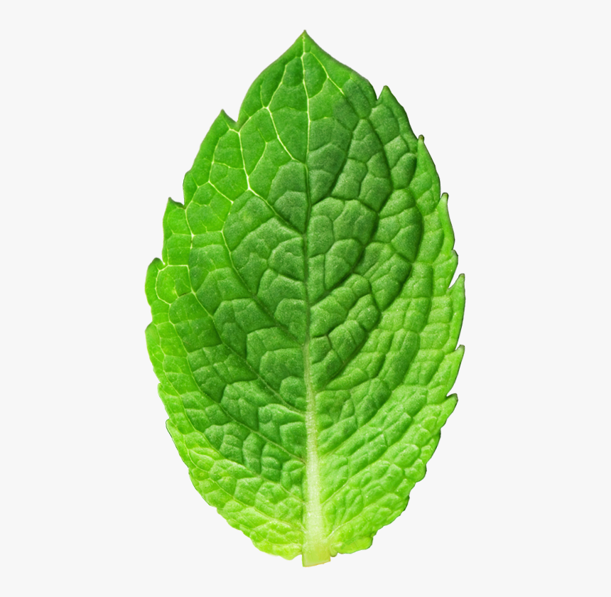Detail Mint Leaf Png Nomer 23