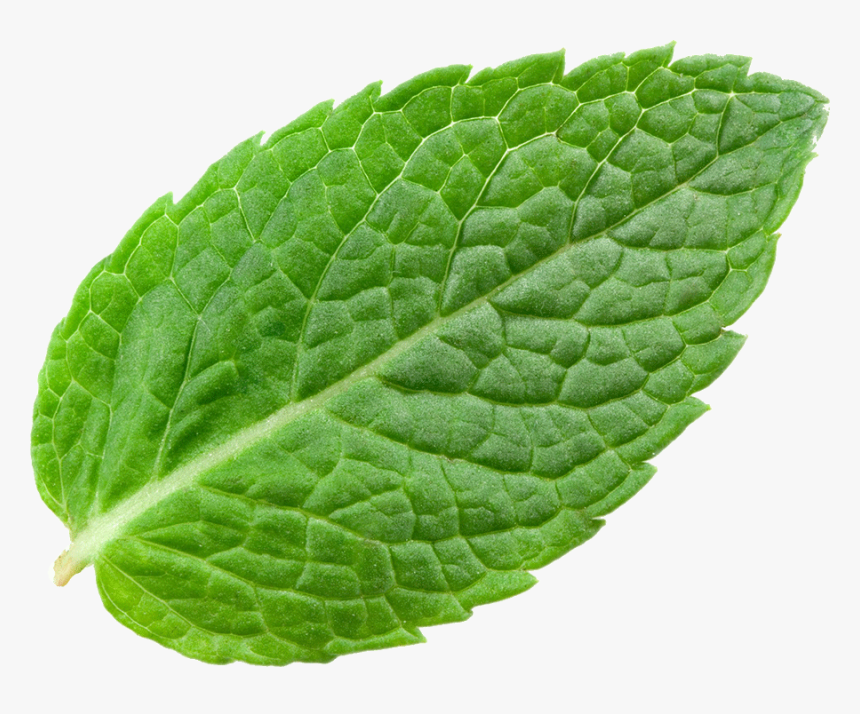 Detail Mint Leaf Png Nomer 4