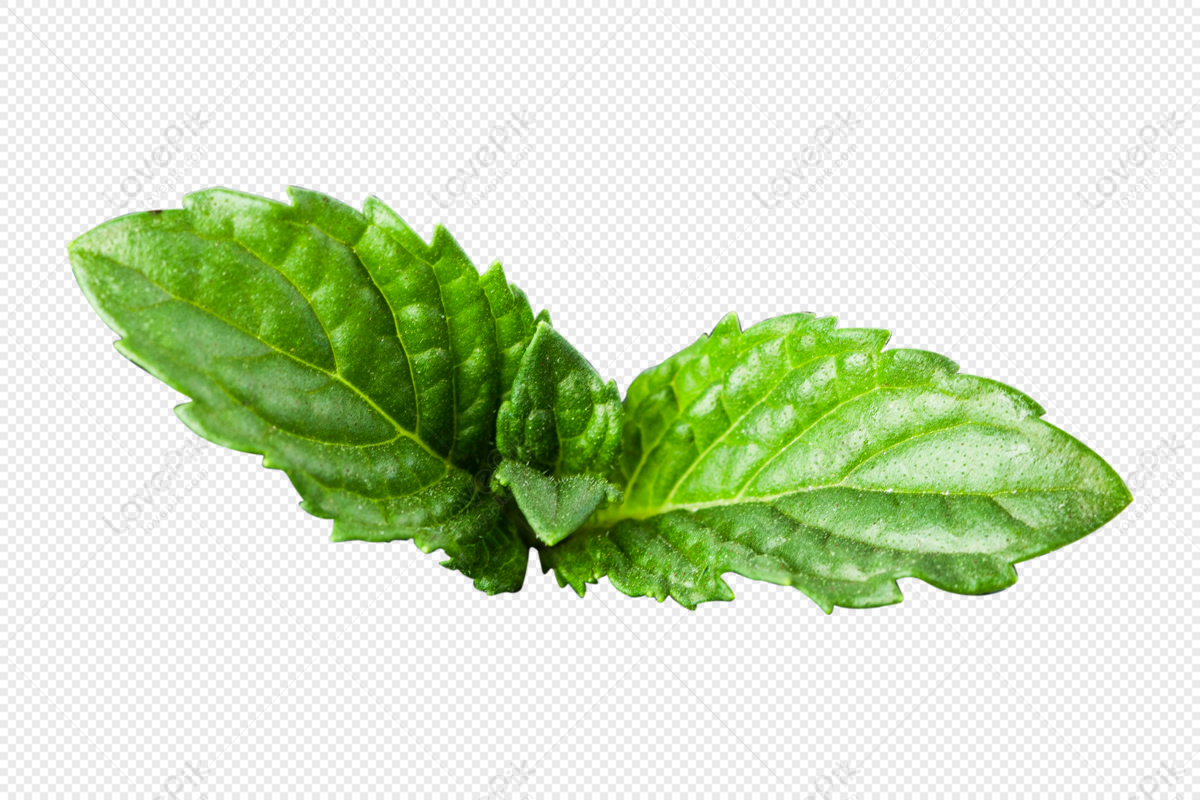 Detail Mint Leaf Png Nomer 38