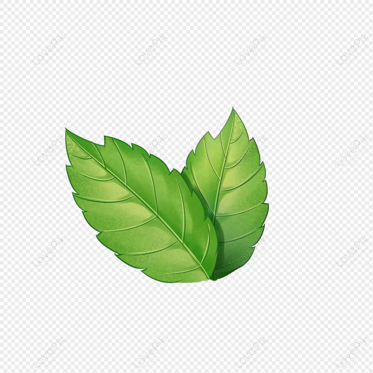 Detail Mint Leaf Png Nomer 40