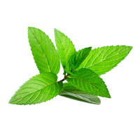 Detail Mint Leaf Png Nomer 50