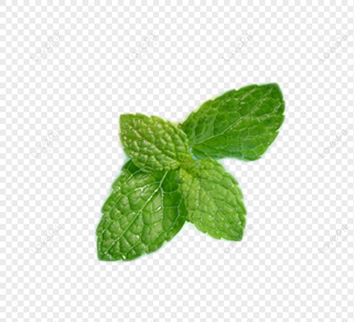 Detail Mint Leaf Png Nomer 57