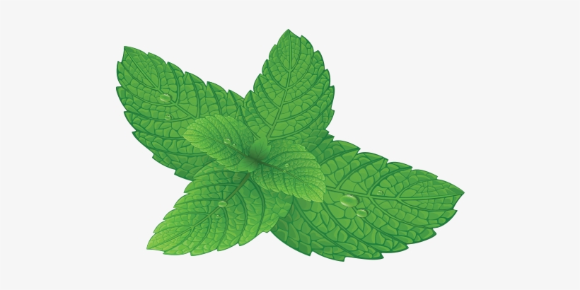 Detail Mint Leaf Transparent Nomer 5