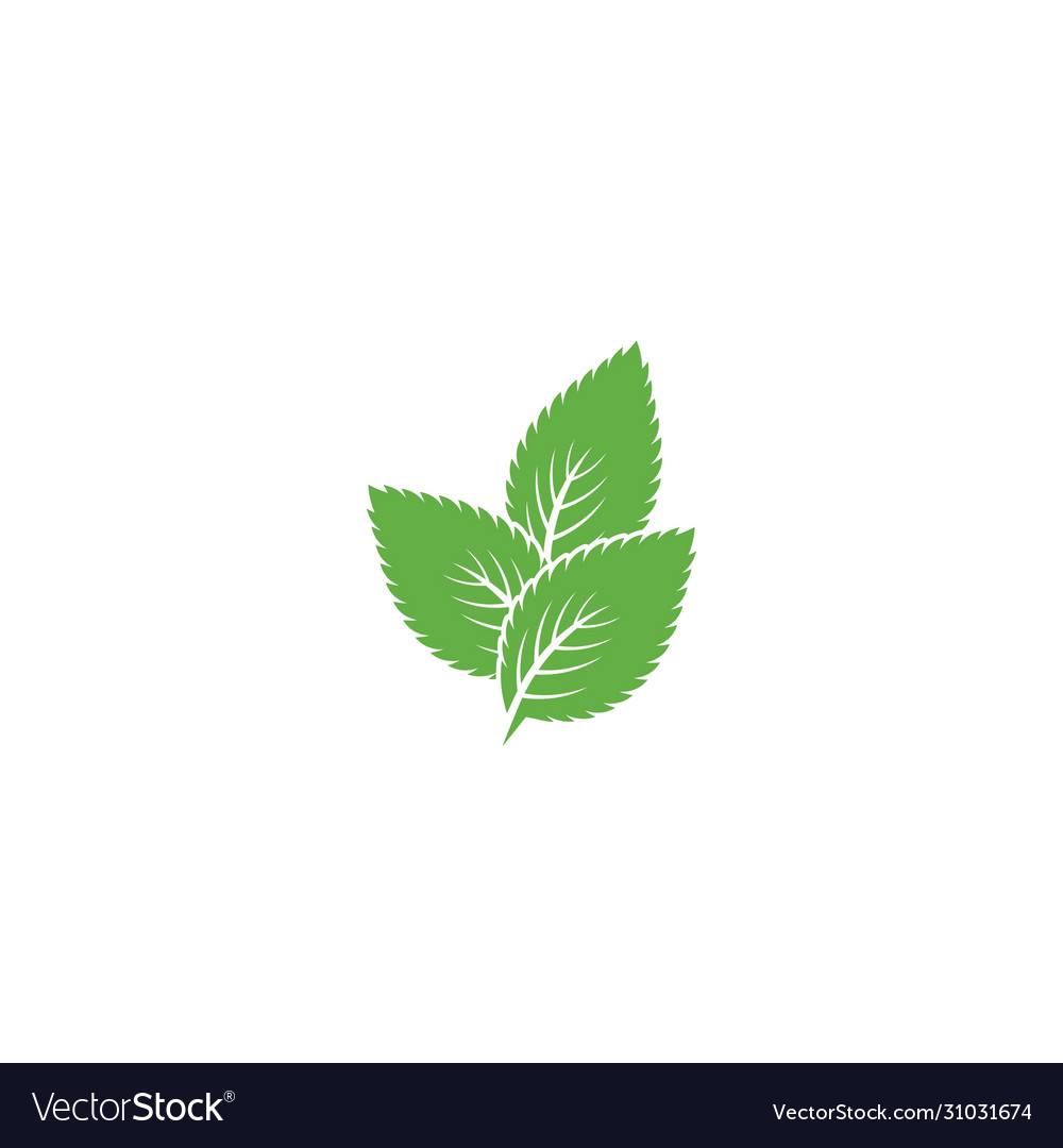 Detail Mint Leaf Vector Nomer 2