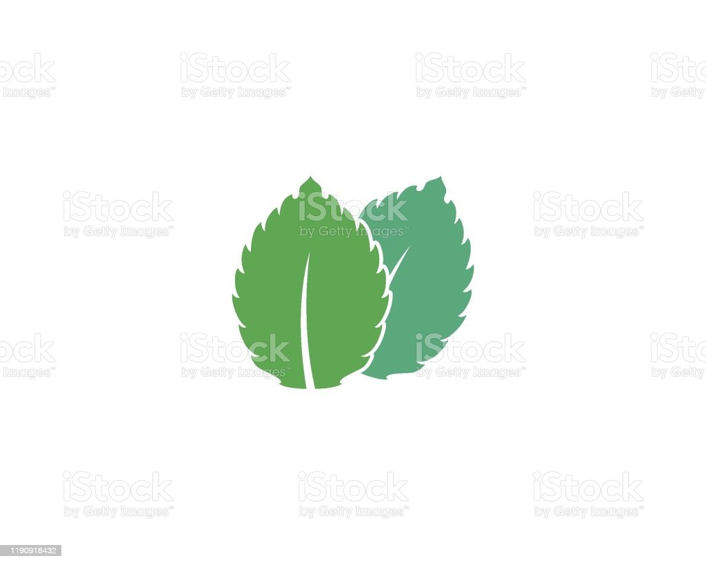 Detail Mint Leaf Vector Nomer 11