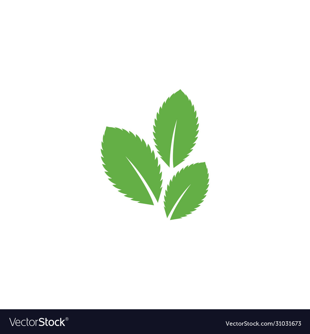 Detail Mint Leaf Vector Nomer 14