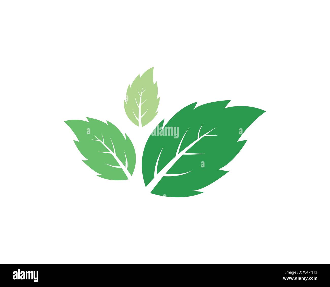 Detail Mint Leaf Vector Nomer 15