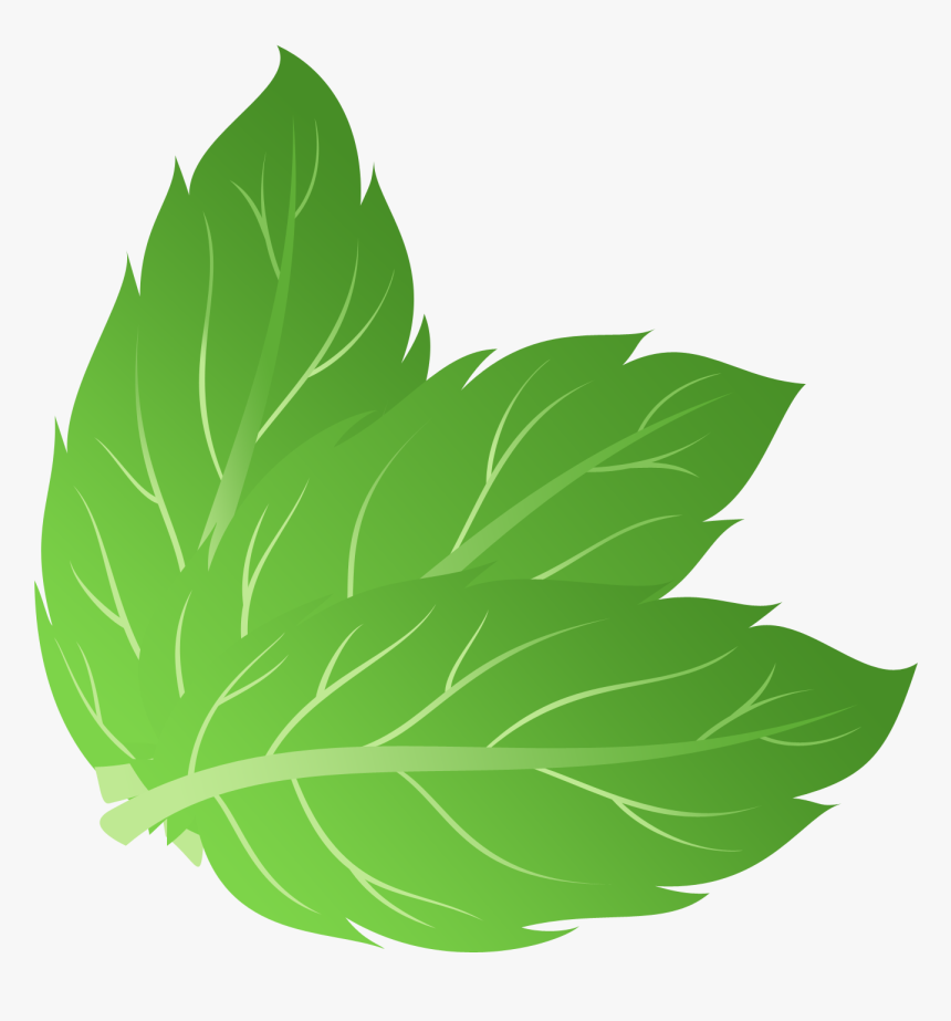 Detail Mint Leaf Vector Nomer 18