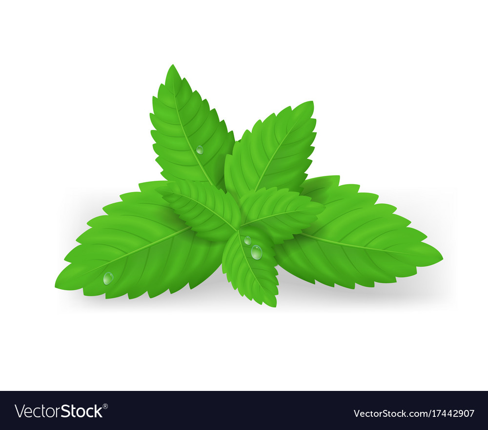 Detail Mint Leaf Vector Nomer 19