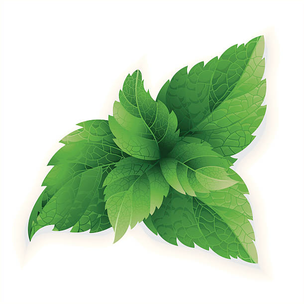 Detail Mint Leaf Vector Nomer 21