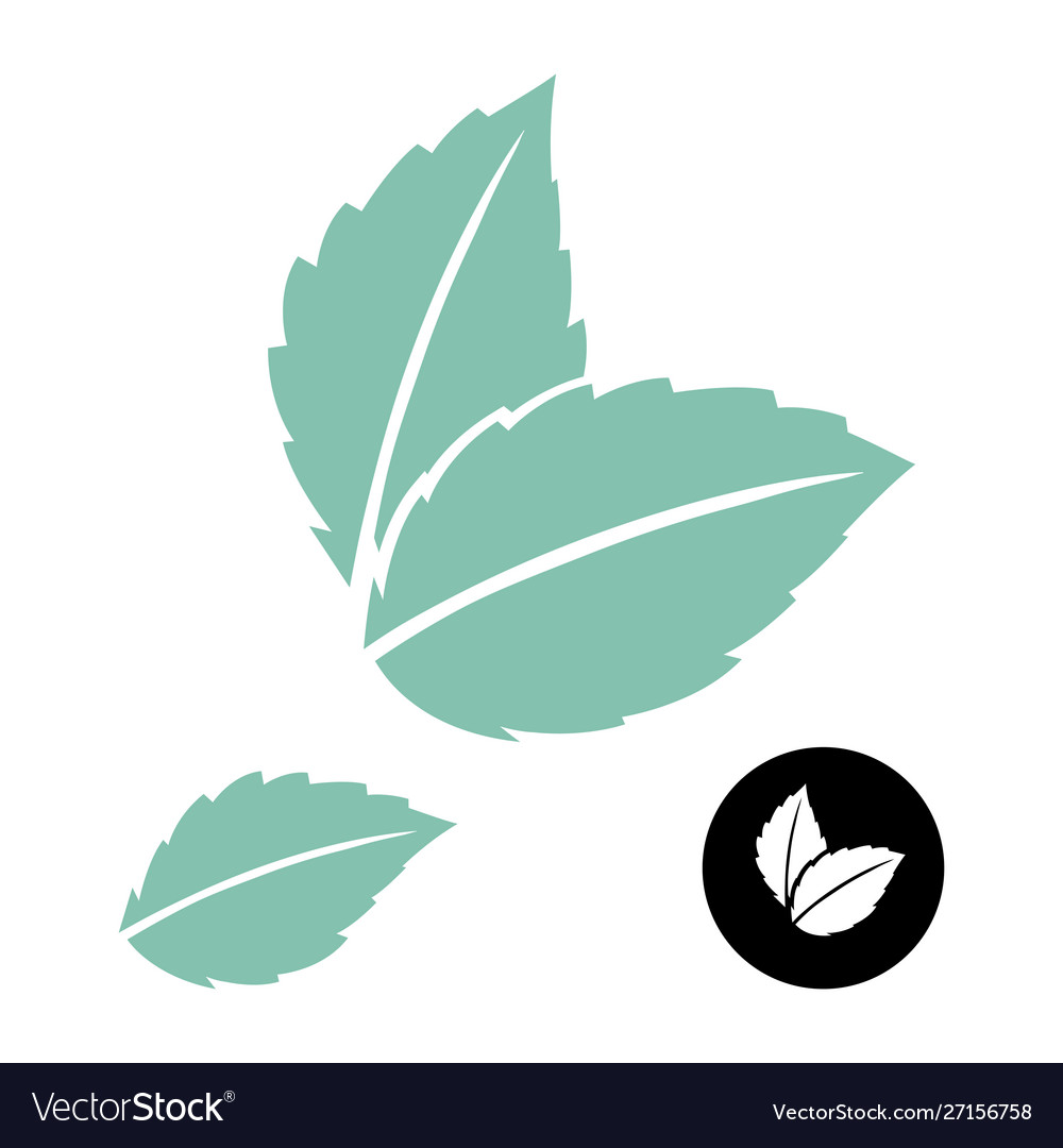 Detail Mint Leaf Vector Nomer 26