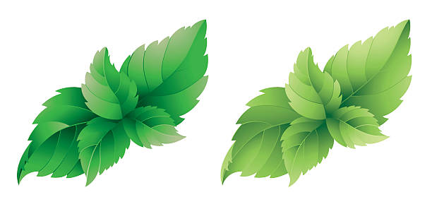 Detail Mint Leaf Vector Nomer 31