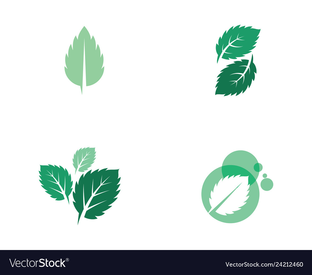 Detail Mint Leaf Vector Nomer 41