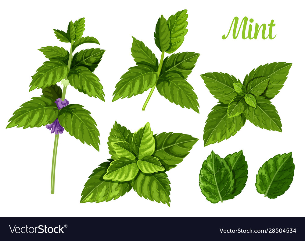 Detail Mint Leaf Vector Nomer 47