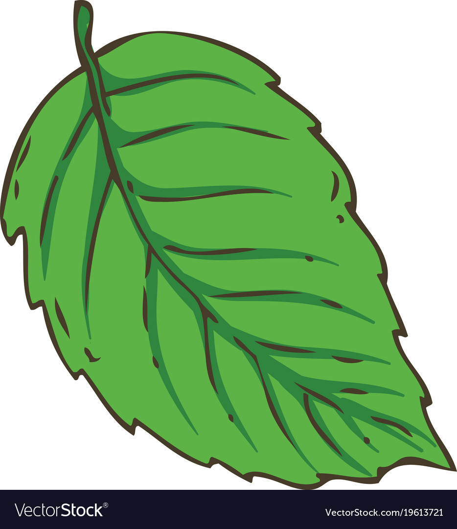 Detail Mint Leaf Vector Nomer 48