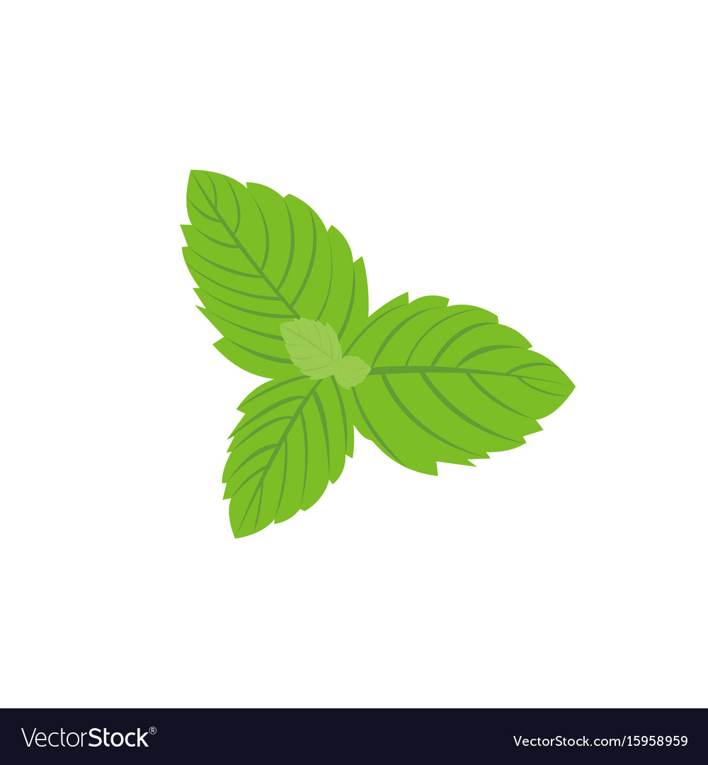 Detail Mint Leaf Vector Nomer 6