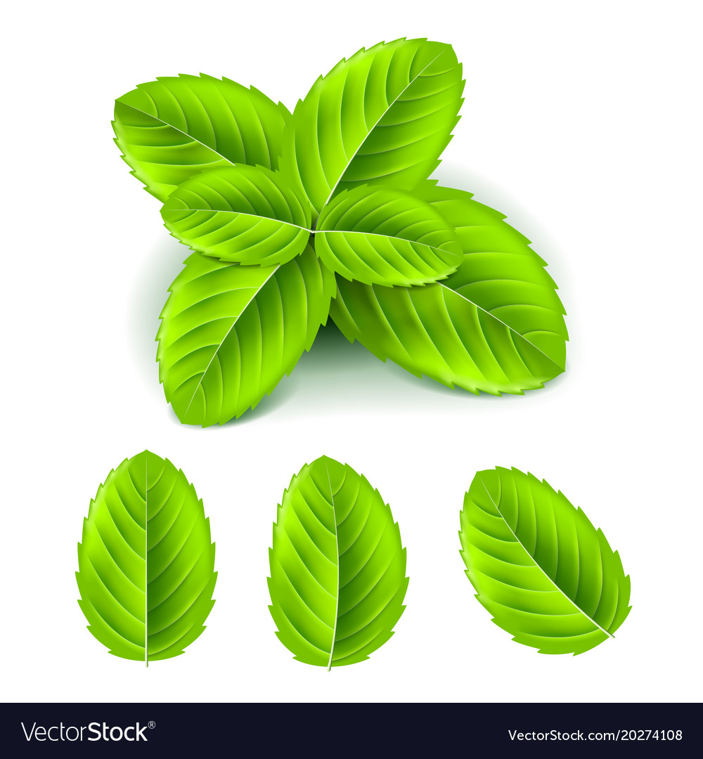 Detail Mint Leaf Vector Nomer 51