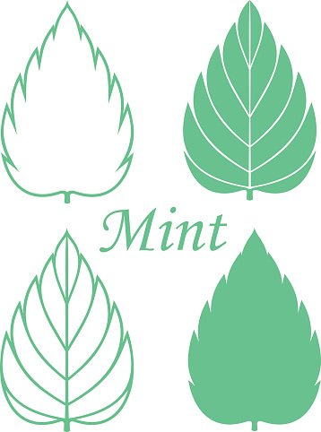 Detail Mint Leaf Vector Nomer 55