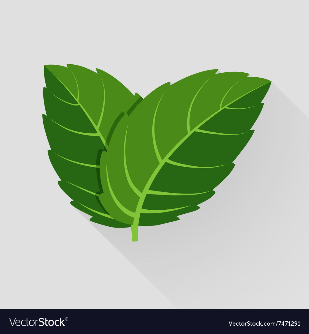 Detail Mint Leaf Vector Nomer 9