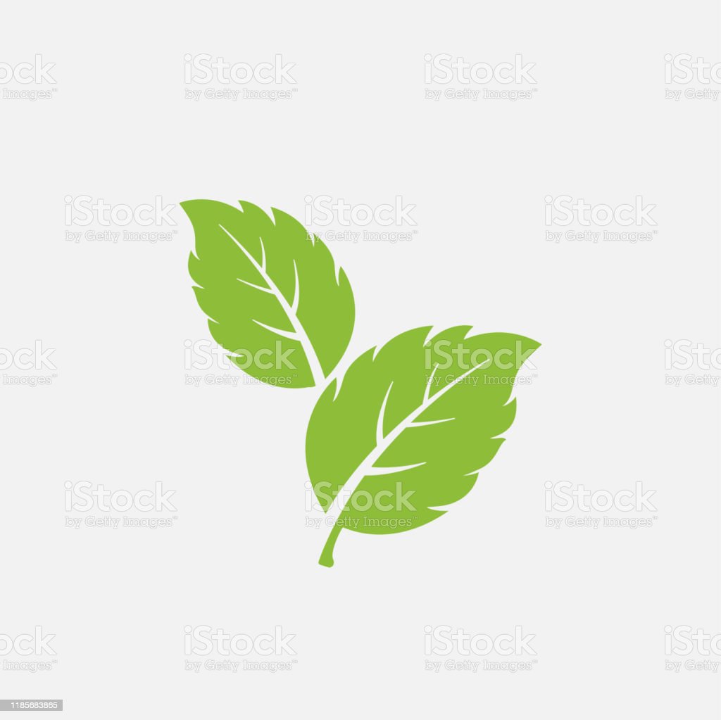 Detail Mint Leaf Vector Nomer 10