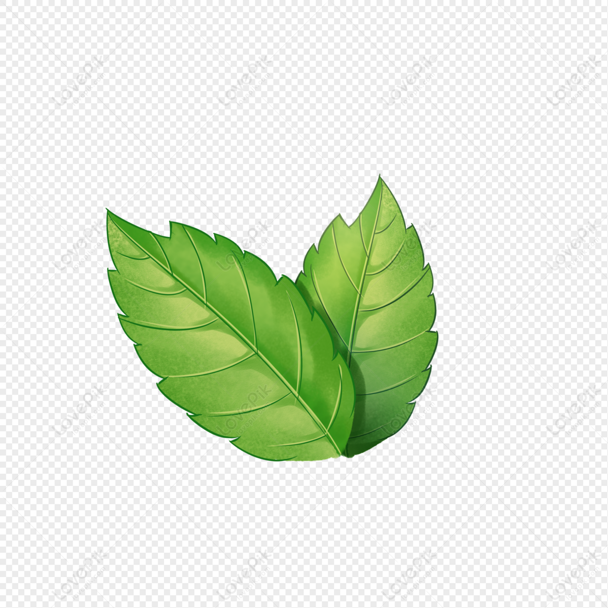 Detail Mint Leaves Png Nomer 13