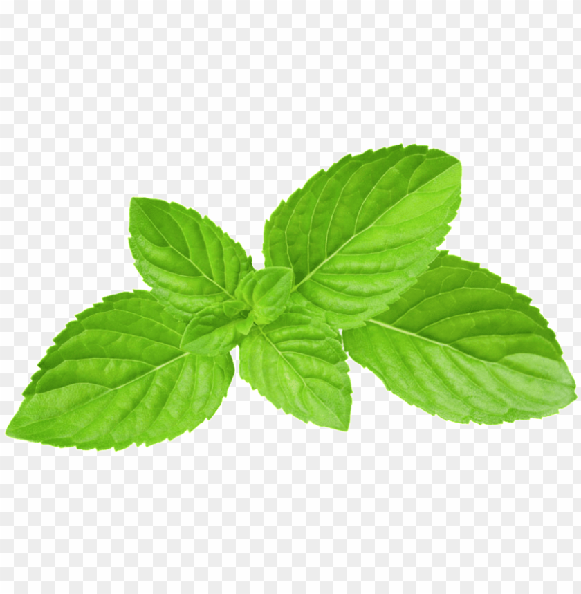 Detail Mint Leaves Png Nomer 6