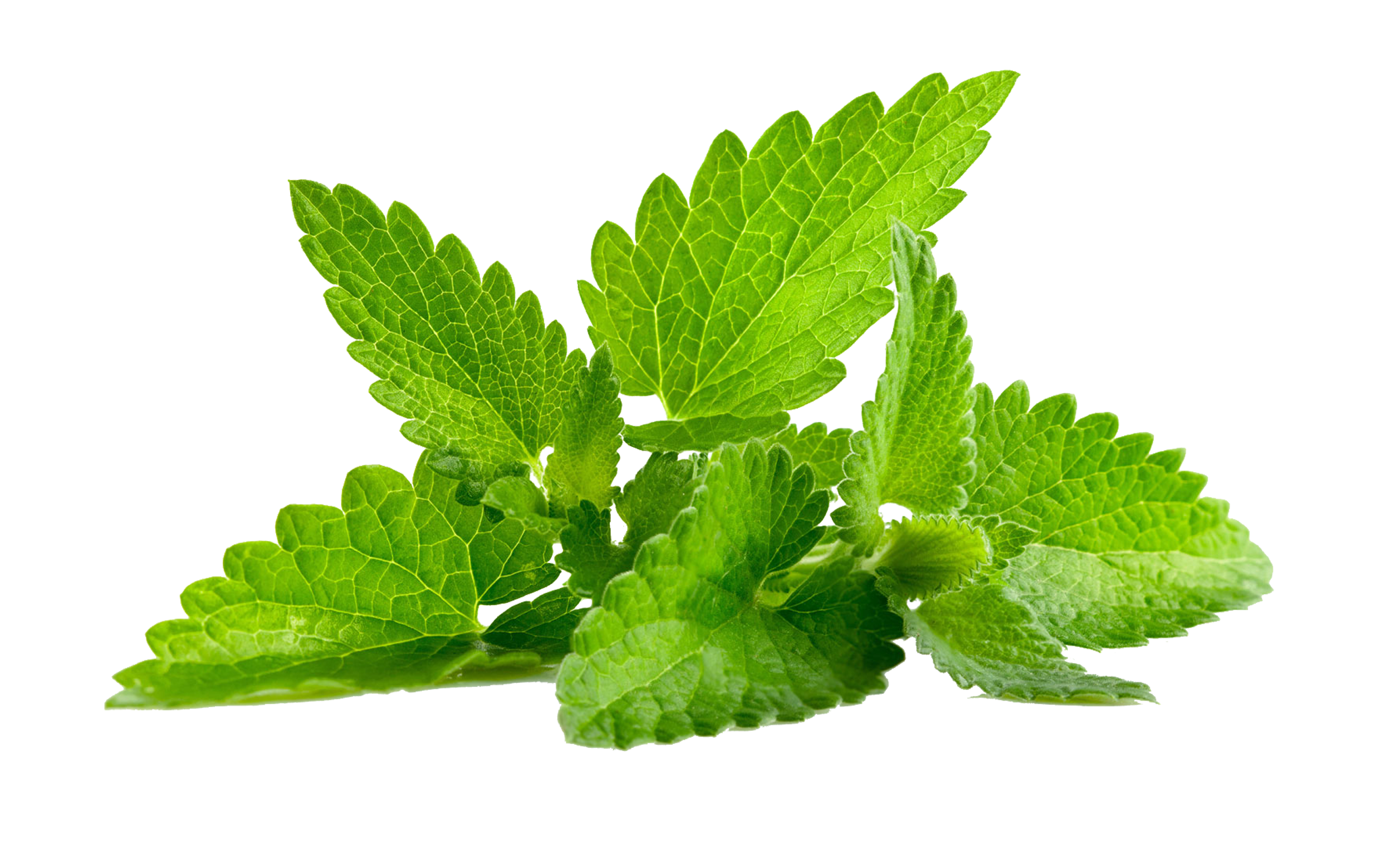 Mints Png - KibrisPDR