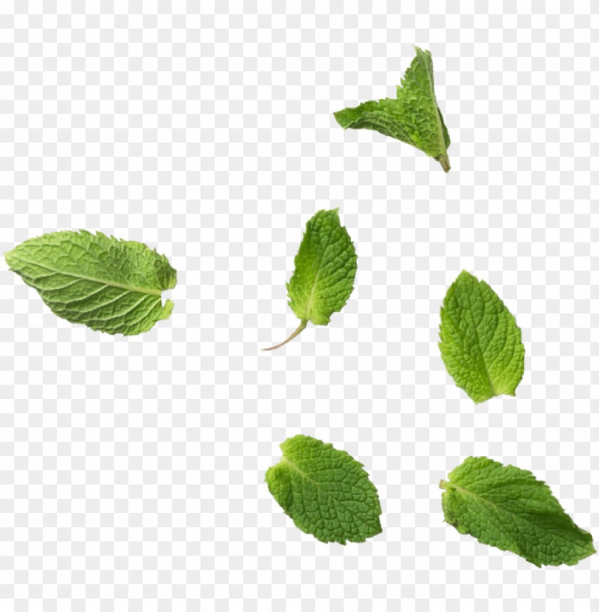 Detail Mints Png Nomer 12