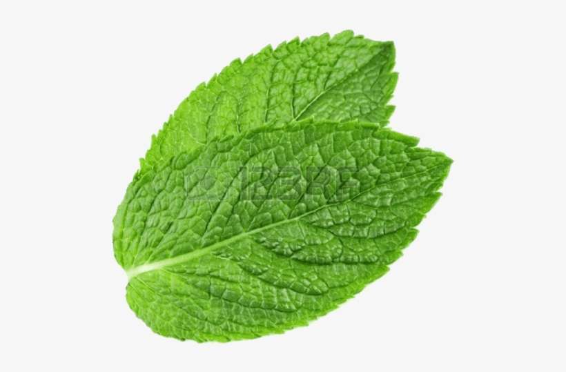 Detail Mints Png Nomer 21