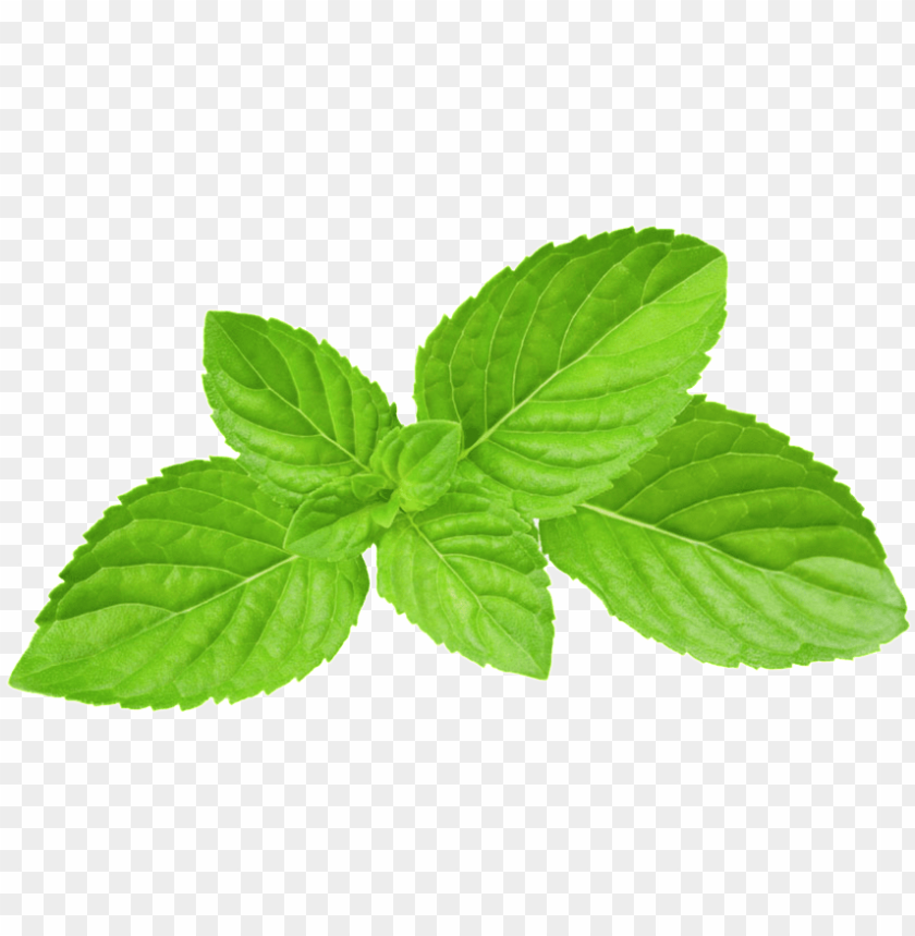 Detail Mints Png Nomer 22