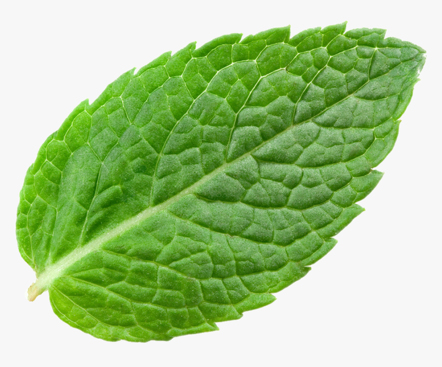 Detail Mints Png Nomer 23