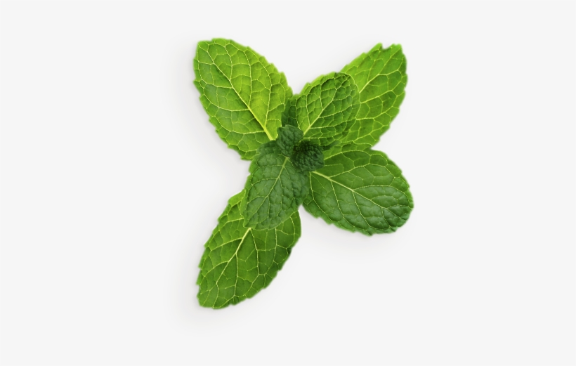 Detail Mints Png Nomer 26