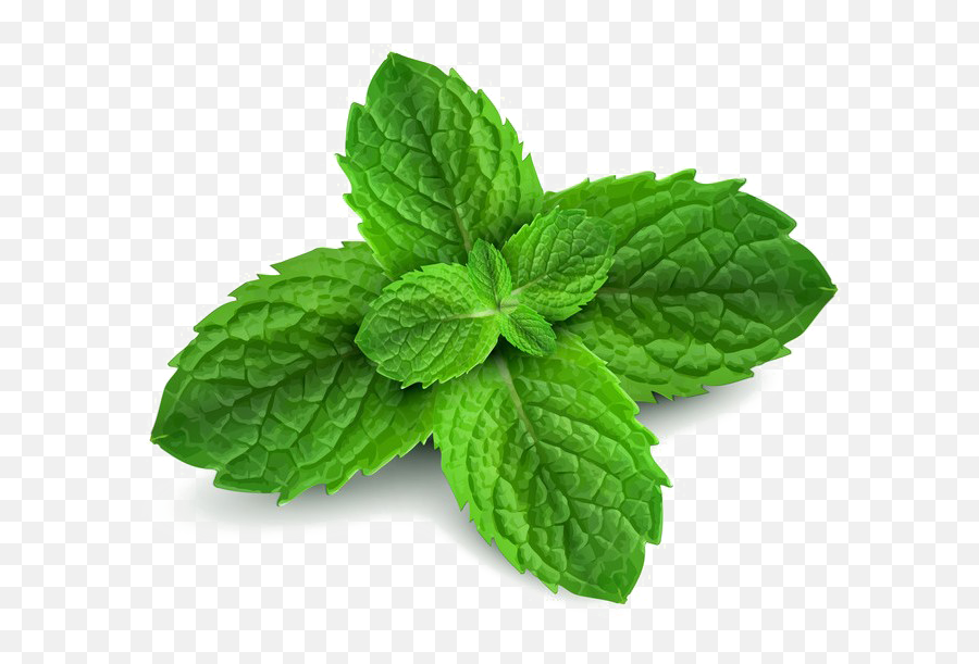 Detail Mints Png Nomer 33