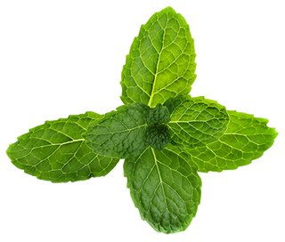 Detail Mints Png Nomer 36