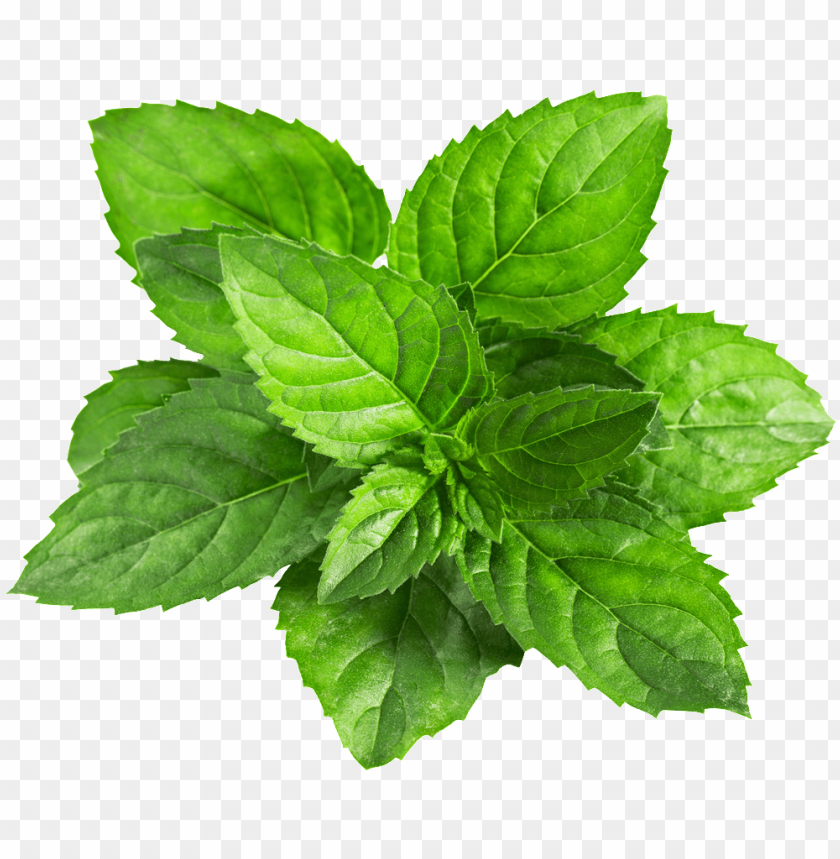 Detail Mints Png Nomer 6