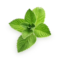 Detail Mints Png Nomer 51
