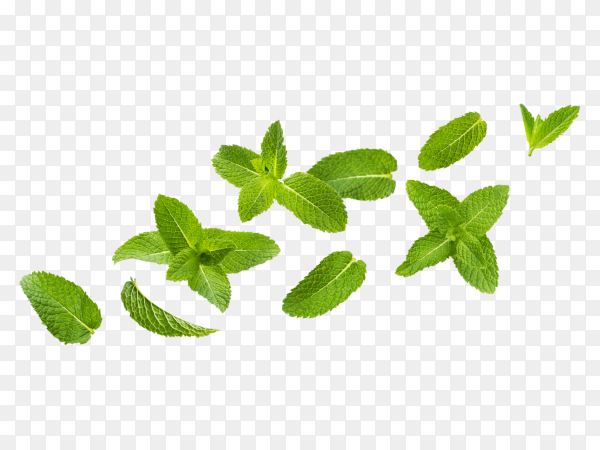Detail Mints Png Nomer 8