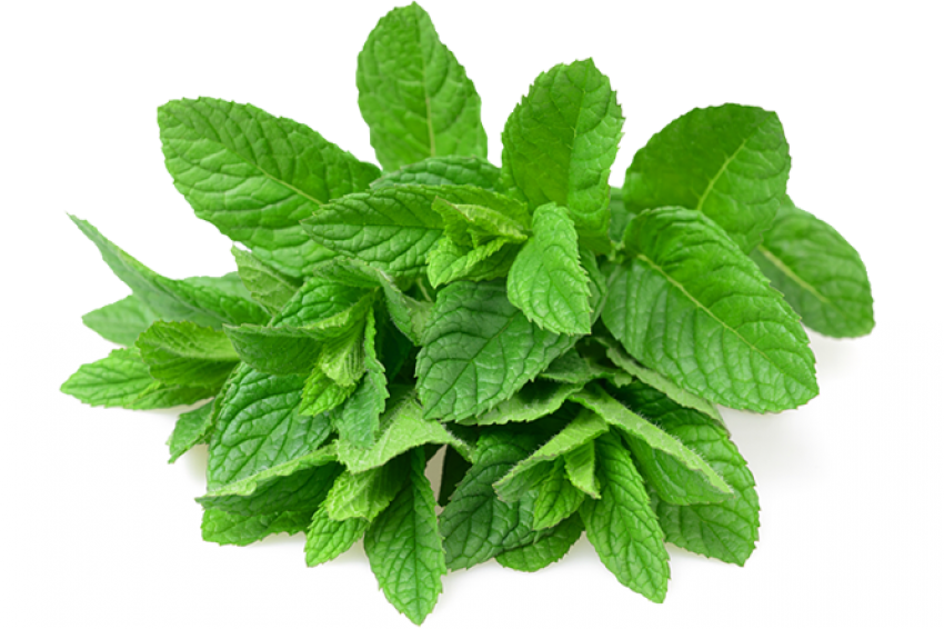 Detail Mints Png Nomer 9