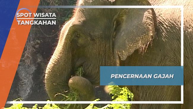 Detail Minuman Yang Ada Gambar Gajah Nomer 30