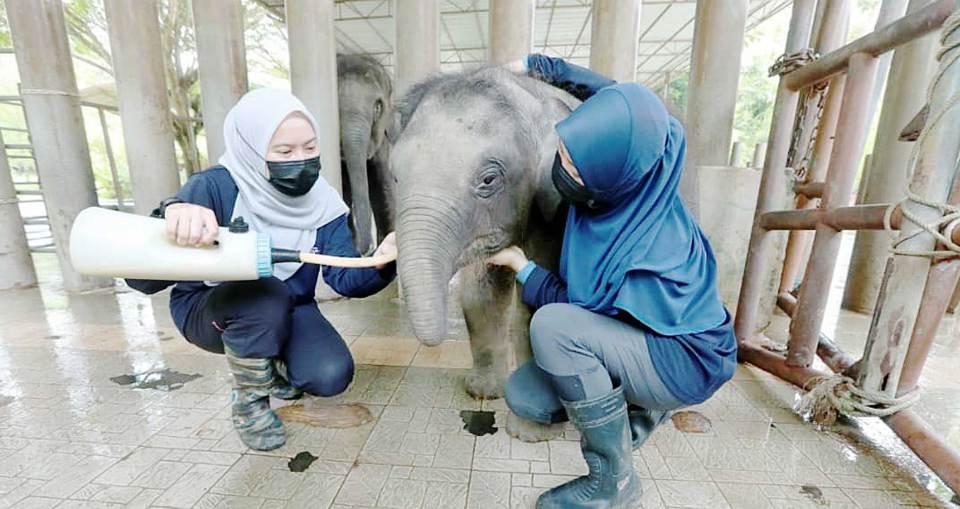 Detail Minuman Yang Ada Gambar Gajah Nomer 9