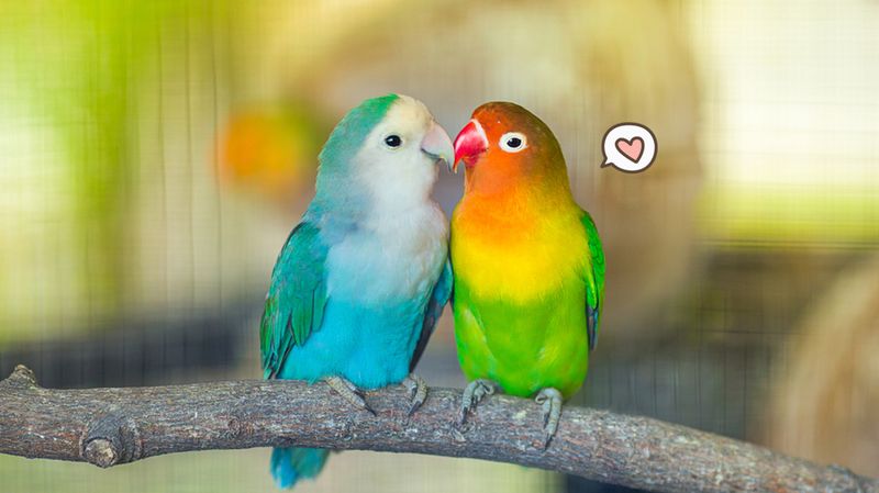 Detail Minyak Burung Cinta Kasih Nomer 51